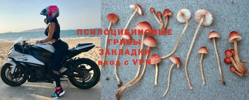 мориарти Telegram  omg как зайти  Псилоцибиновые грибы Magic Shrooms  Чекалин  купить наркотики цена 